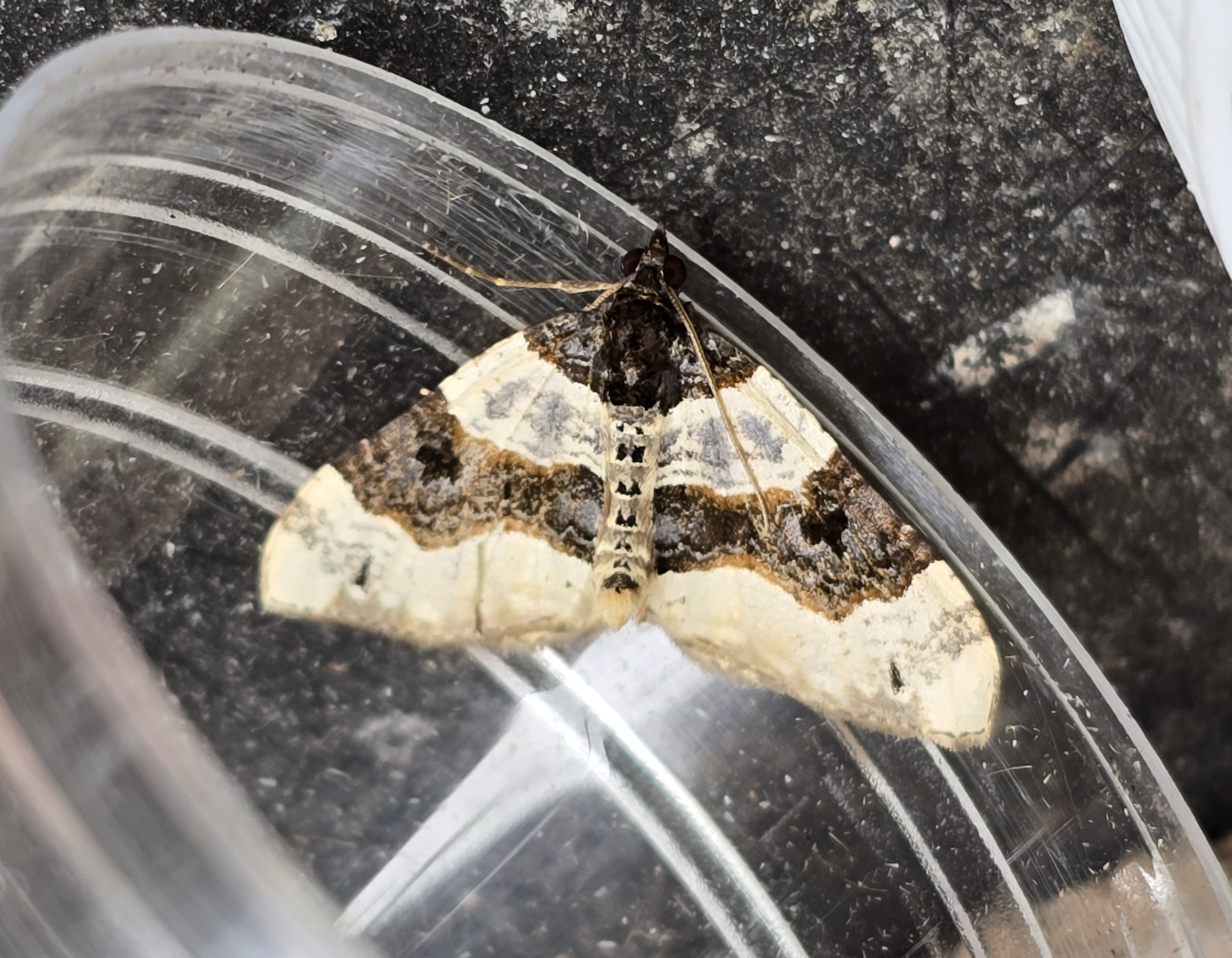 Photo of Purple Bar (Cosmorhoe ocellata)